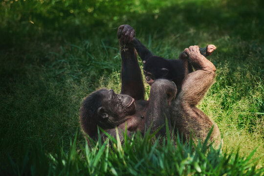 Chimpanzee mother and child playing (Pan troglodytes)