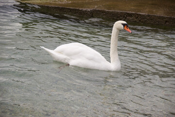 Ein schöner und stolzer weißer Schwan schwimmt auf dem Gardasee in leichten Wellen