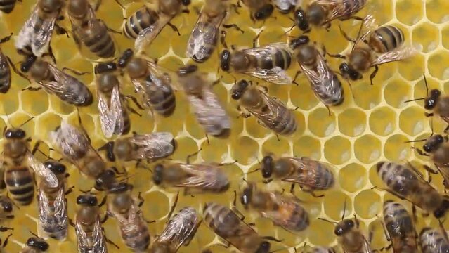Bees build honeycombs and transform nectar into honey