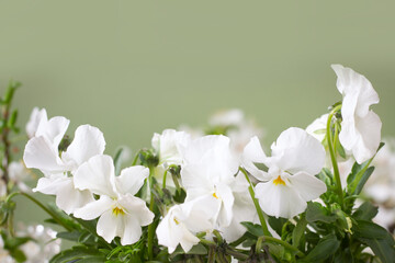 White spring viola flowers on pastel green background. Easter flowers, women's day, 8 march, Mother's day, spring template with place for text