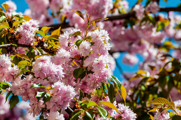 piękne kwiaty ozdobnej wiśni japońskiej w wiosennym słońcu