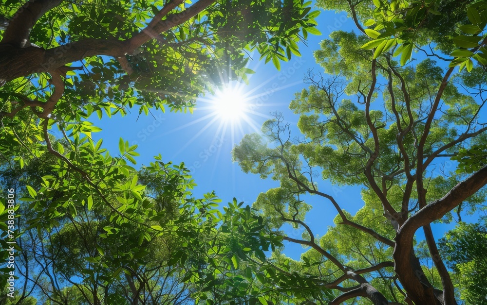 Poster in this photo, the suns rays penetrate through the green leaves of a tree, creating a beautiful natu
