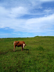 Fototapeta na wymiar cows on a meadow
