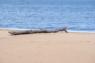 
A washed-up piece of wood on the seashore lies in the sand against a background of blue sea and sky