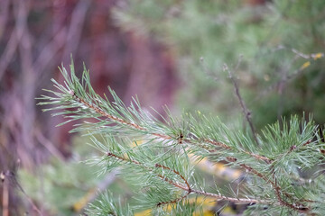 
Fresh pine tree branch in green color