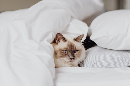 Chat persan dans le lit