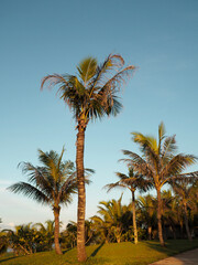 Fototapeta na wymiar palm trees in the sun