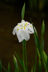純白の花しょうぶ