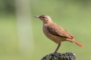 A Rufous Hornero perched on the trunk. Species Furnarius rufus also know Joao de Barro. The bird that builds its house from clay to procreate. The national symbol of Argentina. Birdwatcher.