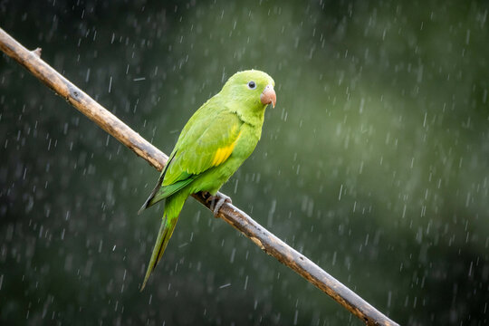 A Plain Parakeet also know as Periquito perched on branch under rain. Species Brotogeris chiriri. Birdwatching. Birding. Parrot.
