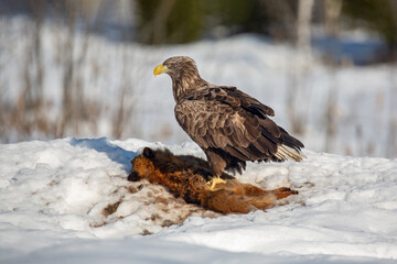 Wild nature. A white-tailed eagle with spread wings sits on a fox carcass and eats. A predator's lunch. Winter day.