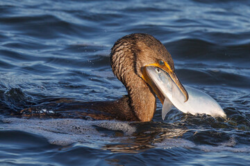 Double-crested Cormorant capturing a fish from a coastal river - Florida