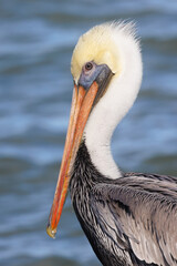 Adult Brown Pelican  - Sebastian Inlet, Florida