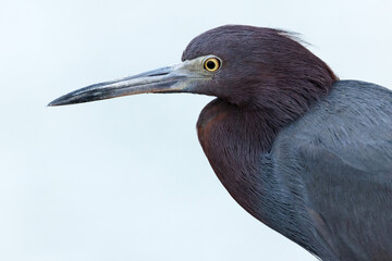 Little Blue Heron - Indian River Florida