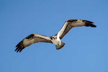 Osprey hovering in flight as it scans the water below for fish