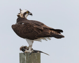 Osprey (Pandion haliaetus) with a partially eaten fish - Indian River, Florida