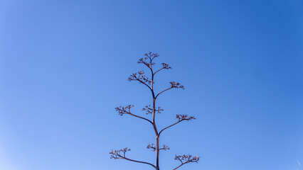 unusual photograph of a lonely tree against the backdrop of an empty bright blue sky