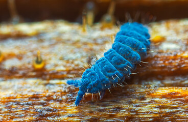 Moss Springtail - Neanura muscorum. Decomposer. 