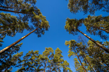 trees in the sky