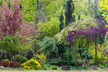 Kolorowy ogród pełen kwitnących roślin - obrazy, fototapety, plakaty
