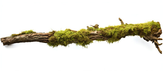 Rotten branch covered in green moss. Isolated on white background.	