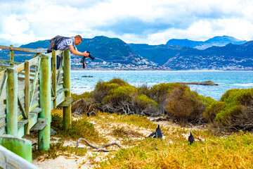 Tourist takes photo with penguins in Cape Town South Africa.
