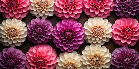 Foto op Plexiglas Beautiful dahlia flower heads arranged for a textured background. Peach, pink, colored flowers  © Creative Canvas