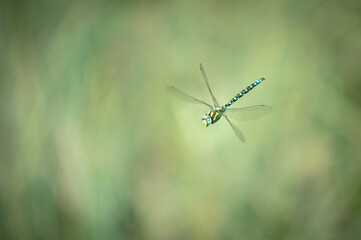 Flying blue hawker (Aesha cyanea), France