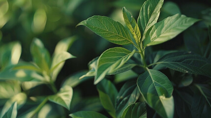 Close up of green plant leaves background