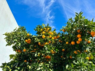Green branches of orange tree with a plenty of oranges on them, blu sky background, organic food 