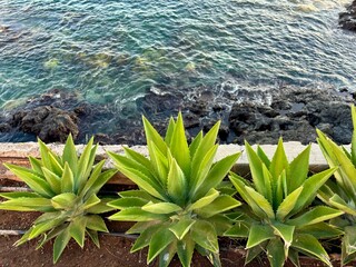 Coastal agave or agave or agave shawii green plants isolated on the blue ocean surface background in Alcala, Tenerife, Canary Islands, Spain 