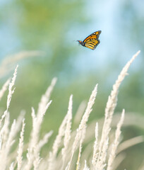 Butterfly on Grass