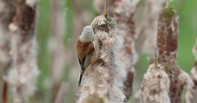  eurasian penduline tit eating larva in reedmace