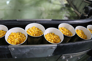 canned food product line. Fresh corn in jars on conveyer belt