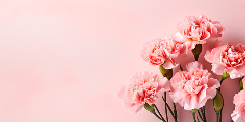 Pink carnations close up on a pink background, postcard, copy space