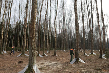  Birch sap industry. Collect birch sap in the spring.