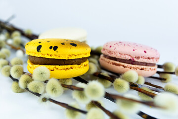 Colorful macaroons with  pussy willow isolated on white. French cookies with fresh branch of pussy willow. Concept of seasonal Easter background, closeup.