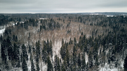 Winter Forest