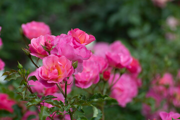 A twig of delicate pink roses in the park with roses. Nature flowers pink roses