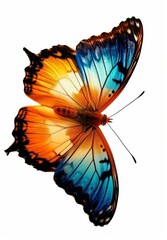 Butterfly with vibrant wings in blue and orange tones