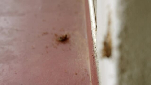 Ants team lift cockroach up a wall closeup, focus transition to ant colony teamwork moving dead roach on floor. Insecticide repellent use in household. Pest control service. Insects issue at home.