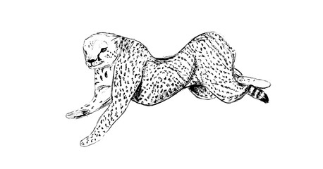 Hand drawn vintage vector sketch of jaguar. Black and white elements for colouring or tattoo  © Anada77