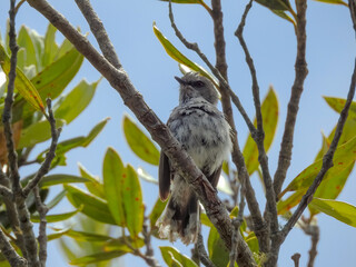 Grey Gerygone Perched in Tree