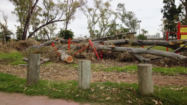 Fallen tree in the park, panorama, broken branches, hurricane