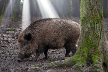 Bache (Schwarzwild im Morgenlicht