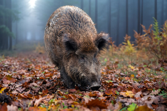 Wildschwein am Waldrand im herbst