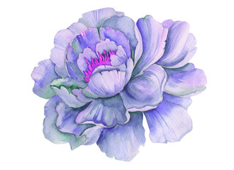 Watercolor blossom purple peony isolated on white. Colorful botanical art of blooming flower. 