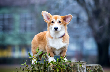 red puppy stands on a stump