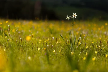 Zelfklevend Fotobehang Narcis © Pierre