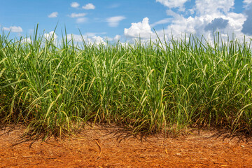Sugarcane plantation on sunny day